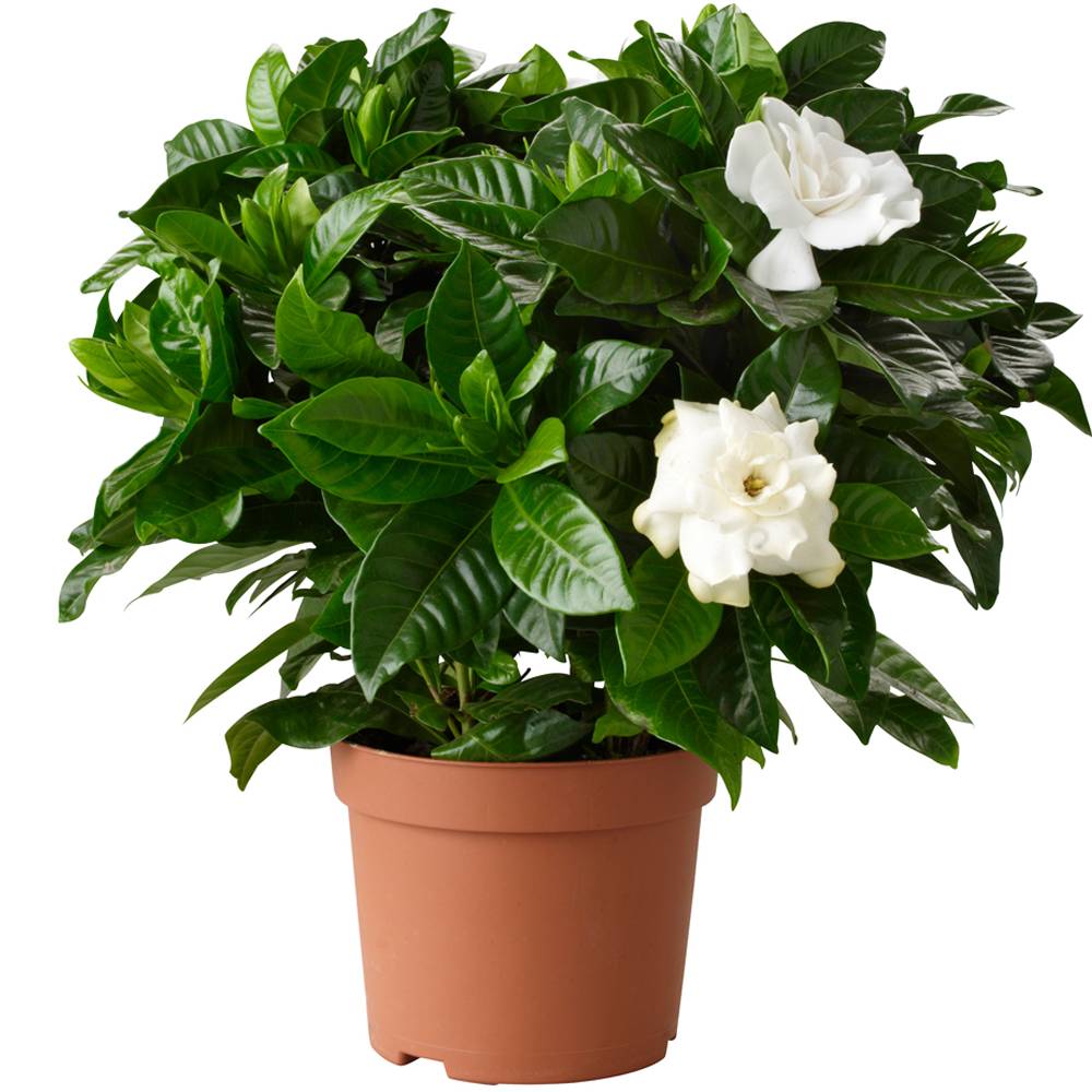 Gardenersdream - 1 X Gardenia Jasminoides Jasmin Du Cap Plante D'Interieur Saine Ornementale En Pot - GardenersDream
