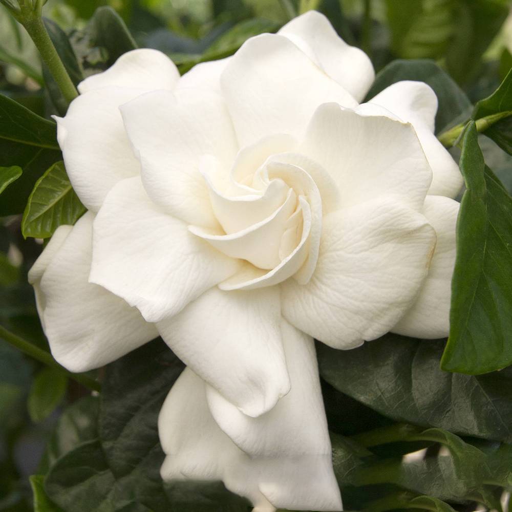 Gardenersdream - 1 X Gardenia Jasminoides Jasmin Du Cap Plante D'Interieur Saine Ornementale En Pot - GardenersDream - Image 4