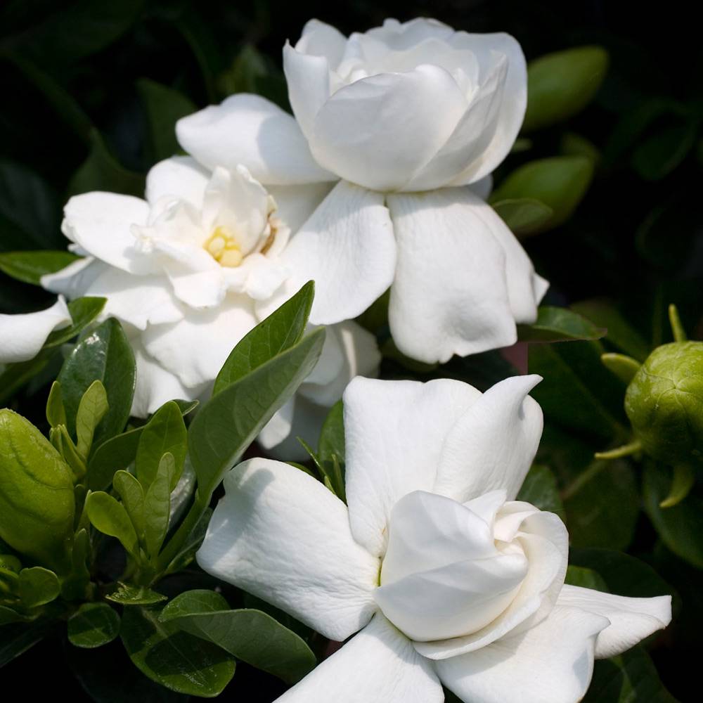 Gardenersdream - 1 X Gardenia Jasminoides Jasmin Du Cap Plante D'Interieur Saine Ornementale En Pot - GardenersDream - Image 3