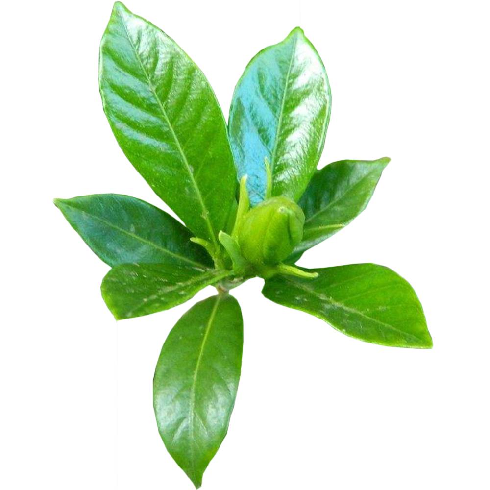 Gardenersdream - 1 X Gardenia Jasminoides Jasmin Du Cap Plante D'Interieur Saine Ornementale En Pot - GardenersDream - Image 2