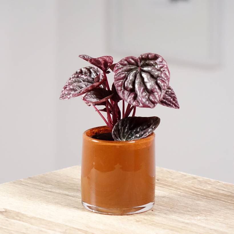 Peperomia caperata Luna Pot de 12 cm / 13 cm