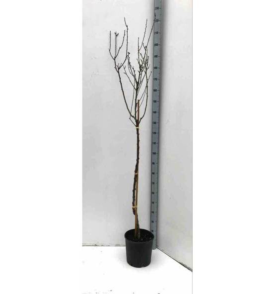 0 - Prunus dulcis (Amandier) Pot de 15 litres - 140/160 cm - Image 1