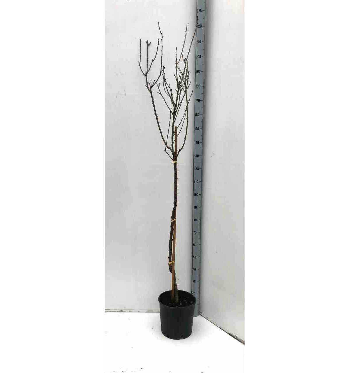 0 - Prunus dulcis (Amandier) Pot de 15 litres - 140/160 cm - Image 1
