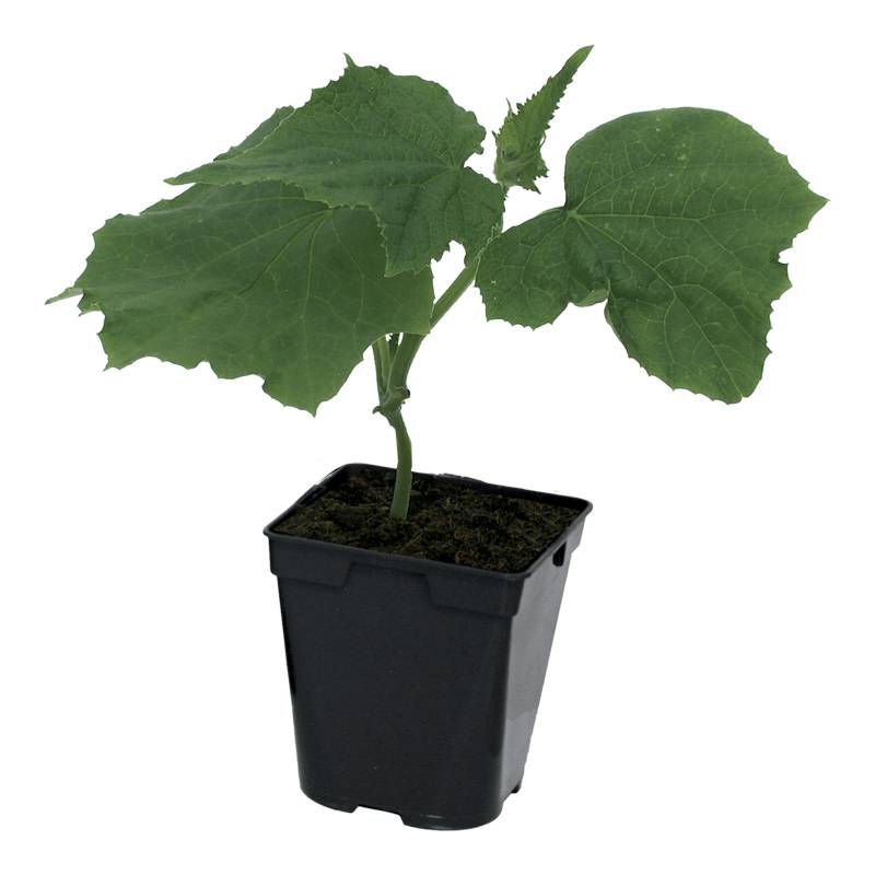 Plant de concombre Gynial f1 pot de 0,5 litre - Image 2