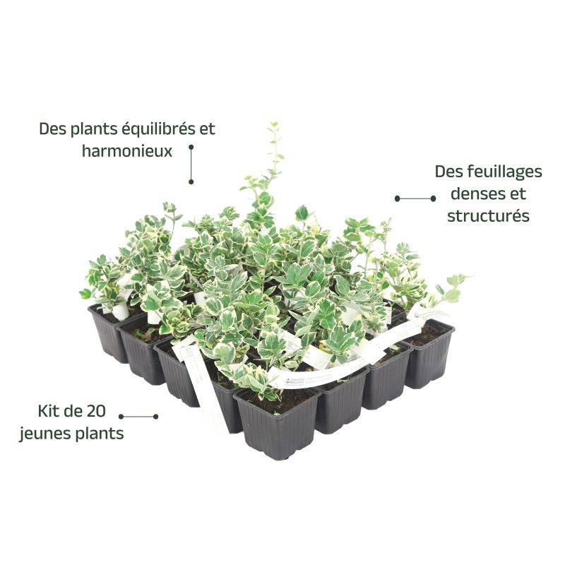 20 Fusains Emerald 'Gaiety' (Euonymus Fortunei 'Gaeity') - Haie Fusain Gaiety - - Pépinières Naudet - Image 4