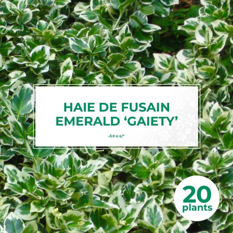 20 Fusains Emerald 'Gaiety' (Euonymus Fortunei 'Gaeity') - Haie Fusain Gaiety - - Pépinières Naudet - Image 1