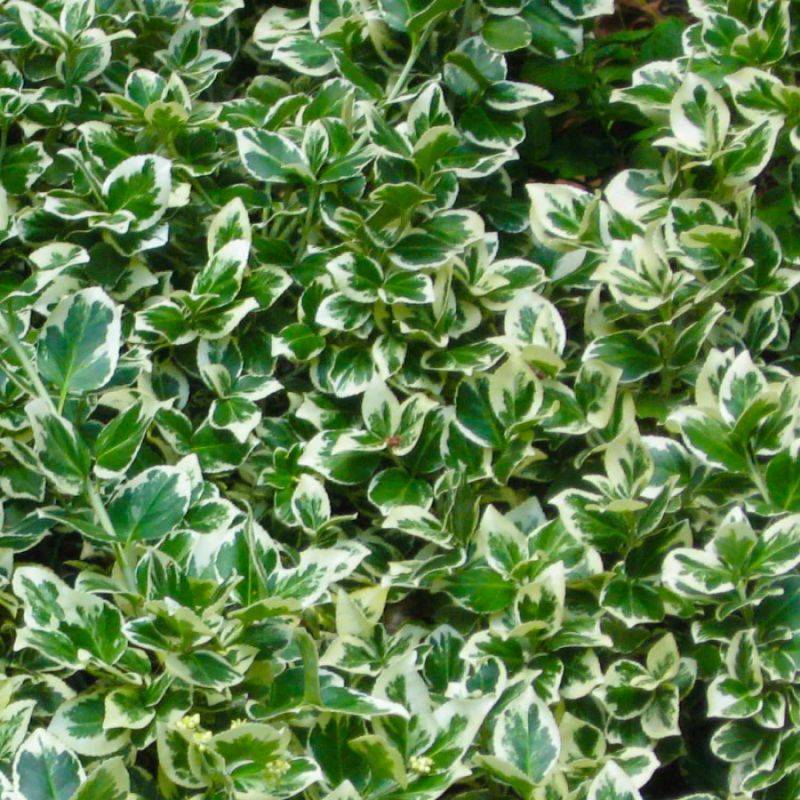20 Fusains Emerald 'Gaiety' (Euonymus Fortunei 'Gaeity') - Haie Fusain Gaiety -  - Pépinières Naudet - Image 2