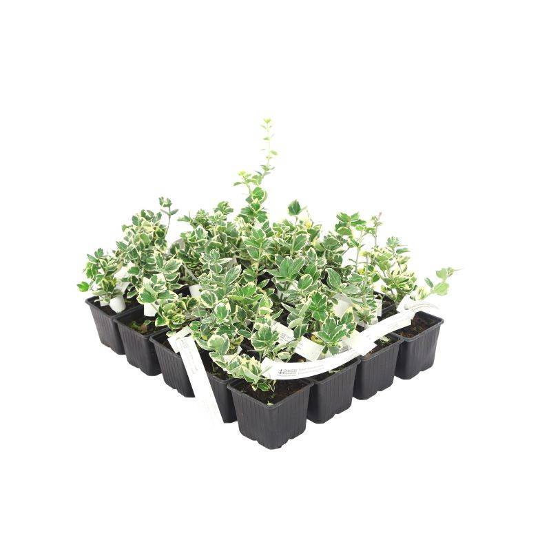 20 Fusains Emerald 'Gaiety' (Euonymus Fortunei 'Gaeity') - Haie Fusain Gaiety -  - Pépinières Naudet - Image 3