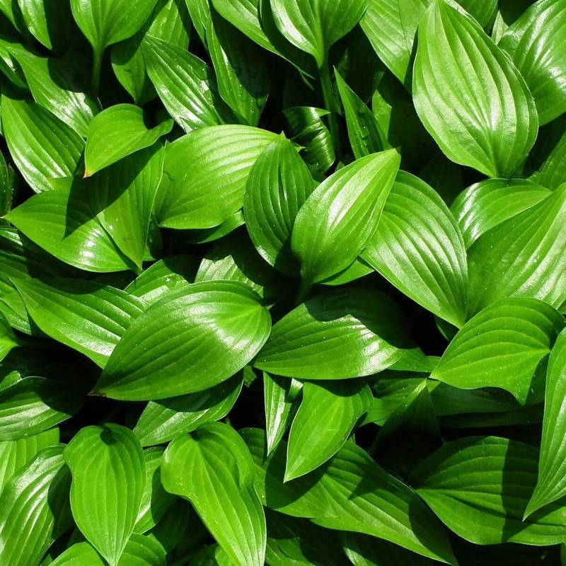 Hosta Devon Green à fleurs Bleue/Violette - feuillage Caduc - Godet - 5/20 cm - Image 1