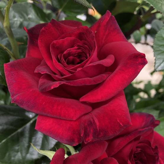 Rosier à grandes fleurs La rose Monsieur Pot de 4L/5L