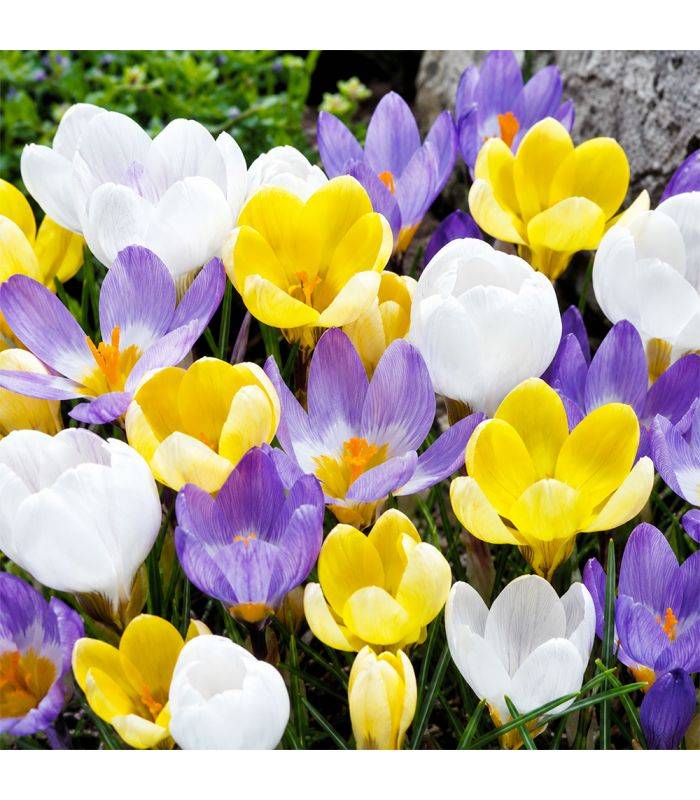 Crocus botaniques Sgaravatti 15 bulbes en mélange, floraison précoce idéale pour massifs et rocailles - 618022 - Image 1