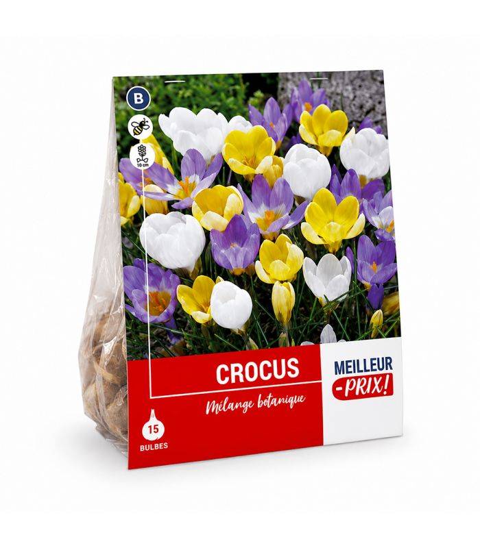 Crocus botaniques Sgaravatti 15 bulbes en mélange, floraison précoce idéale pour massifs et rocailles - 618022 - Image 2
