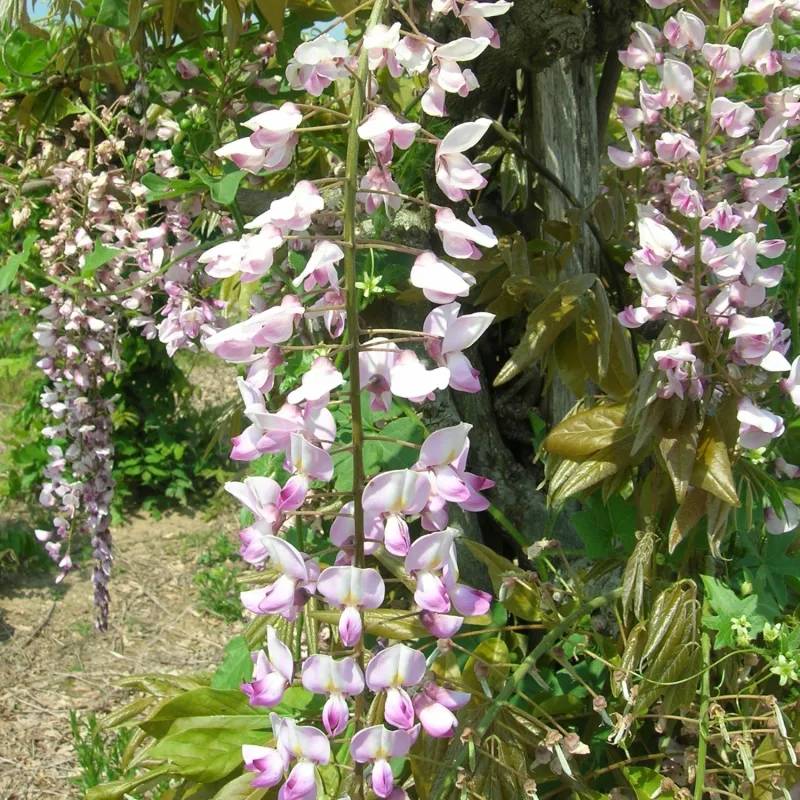 Glycine du Japon Rose Lipstick à fleurs Rose - feuillage Caduc - Pot de 3L - Echelle bambou 60/120 cm- hauteur à maturité De 5,00 m à 10,00 m - Image 1