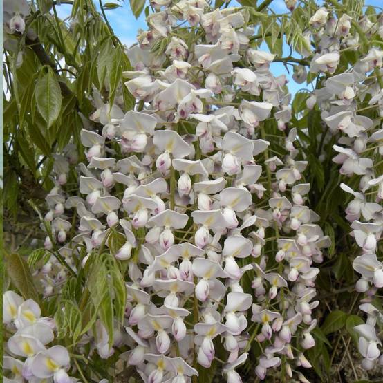 Glycine du Japon Rose Lipstick à fleurs Rose - feuillage Caduc - Pot de 3L - Echelle bambou 60/120 cm- hauteur à maturité De 5,00 m à 10,00 m - Image 5