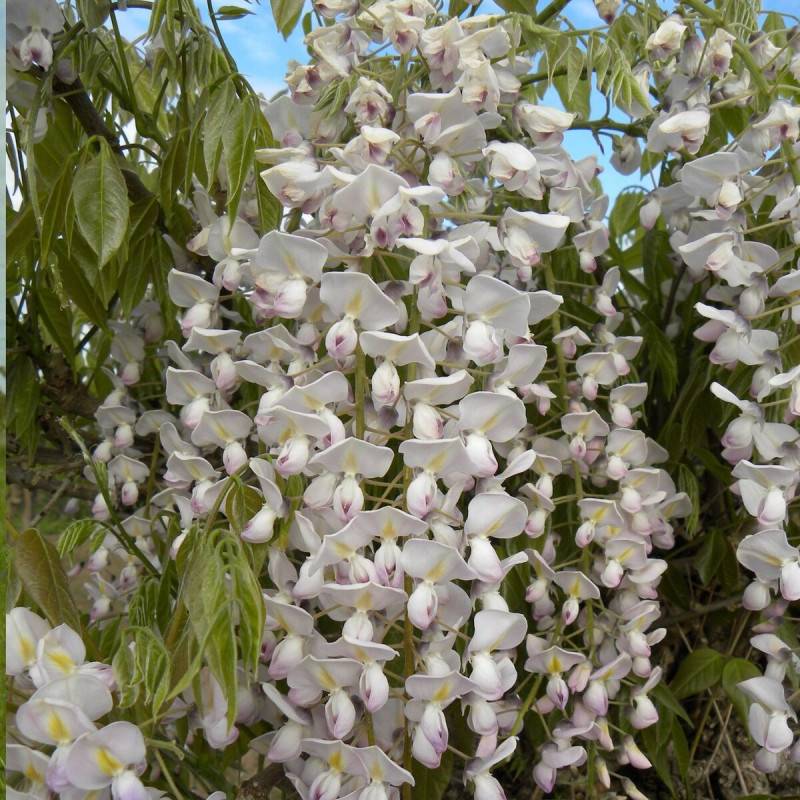 Glycine du Japon Rose Lipstick à fleurs Rose - feuillage Caduc - Pot de 3L - Echelle bambou 60/120 cm-  hauteur à maturité De 5,00 m à 10,00 m - Image 5