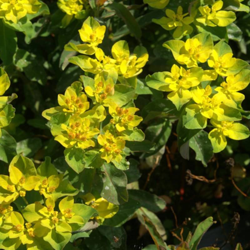 Euphorbe polychroma Purpurea à fleurs Jaune/Vert - feuillage Persistant - Lot de 9 godets - Image 1