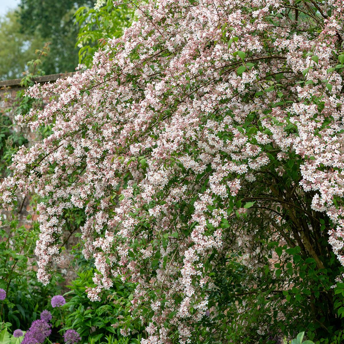 Kolkwitzia amabilis - Buisson de beauté Pot de 3L/4L