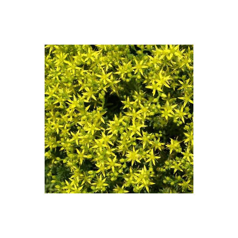 Orpin sexangulare, Sedum à fleurs Jaune/ - feuillage Persistant - Godet - 5/20 cm - Image 2