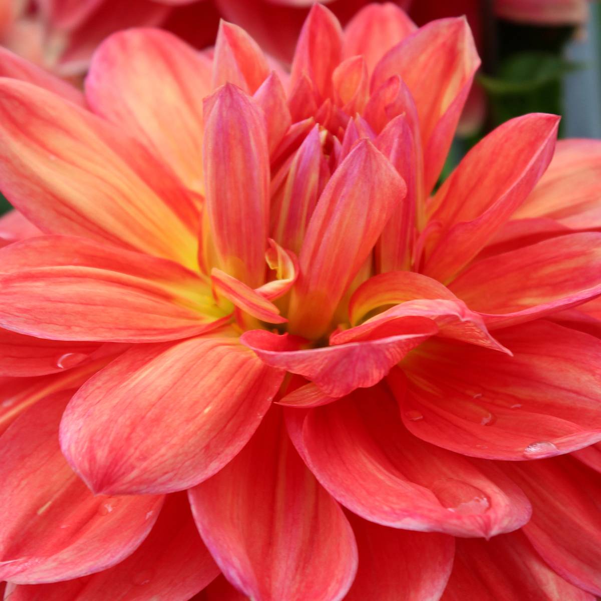 Dahlia géant Titan Lighthouse Bulbe calibre I