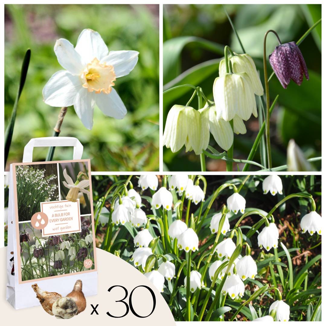 Plant In A Box - Coffret Jardin Humide - 30 bulbes pour endroits humides et pluvieux - Image 1