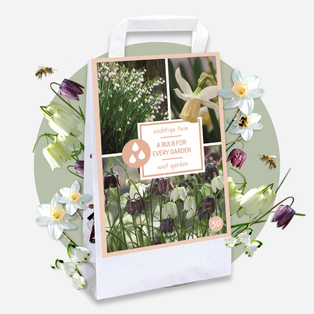 Plant In A Box - Coffret Jardin Humide - 30 bulbes pour endroits humides et pluvieux - Image 3