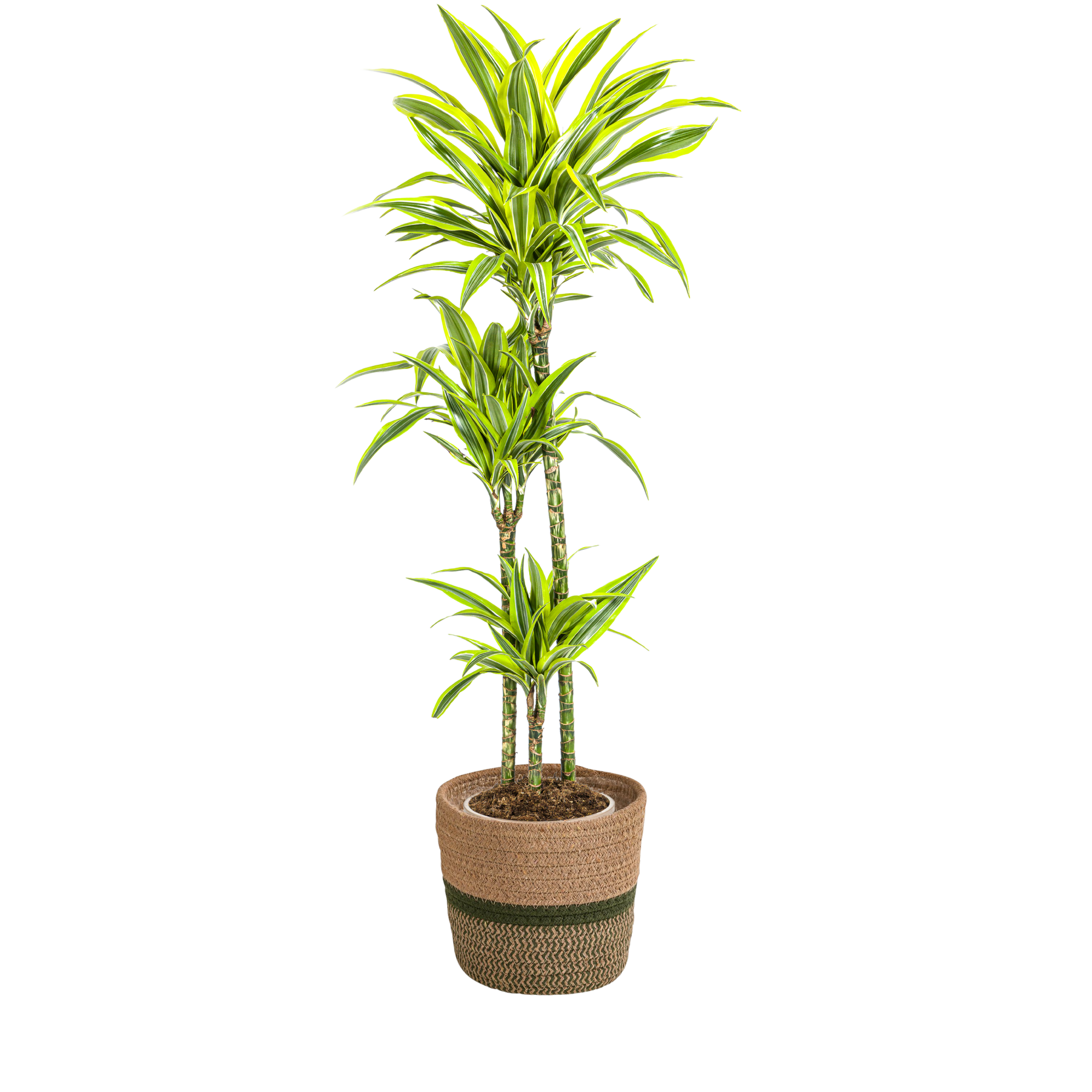 Dracaena Deremensis Lemon Vert Clair - H15cm - Image 1