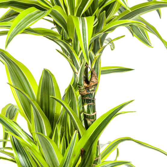 Dracaena Deremensis Lemon Vert Clair - H15cm - Image 4