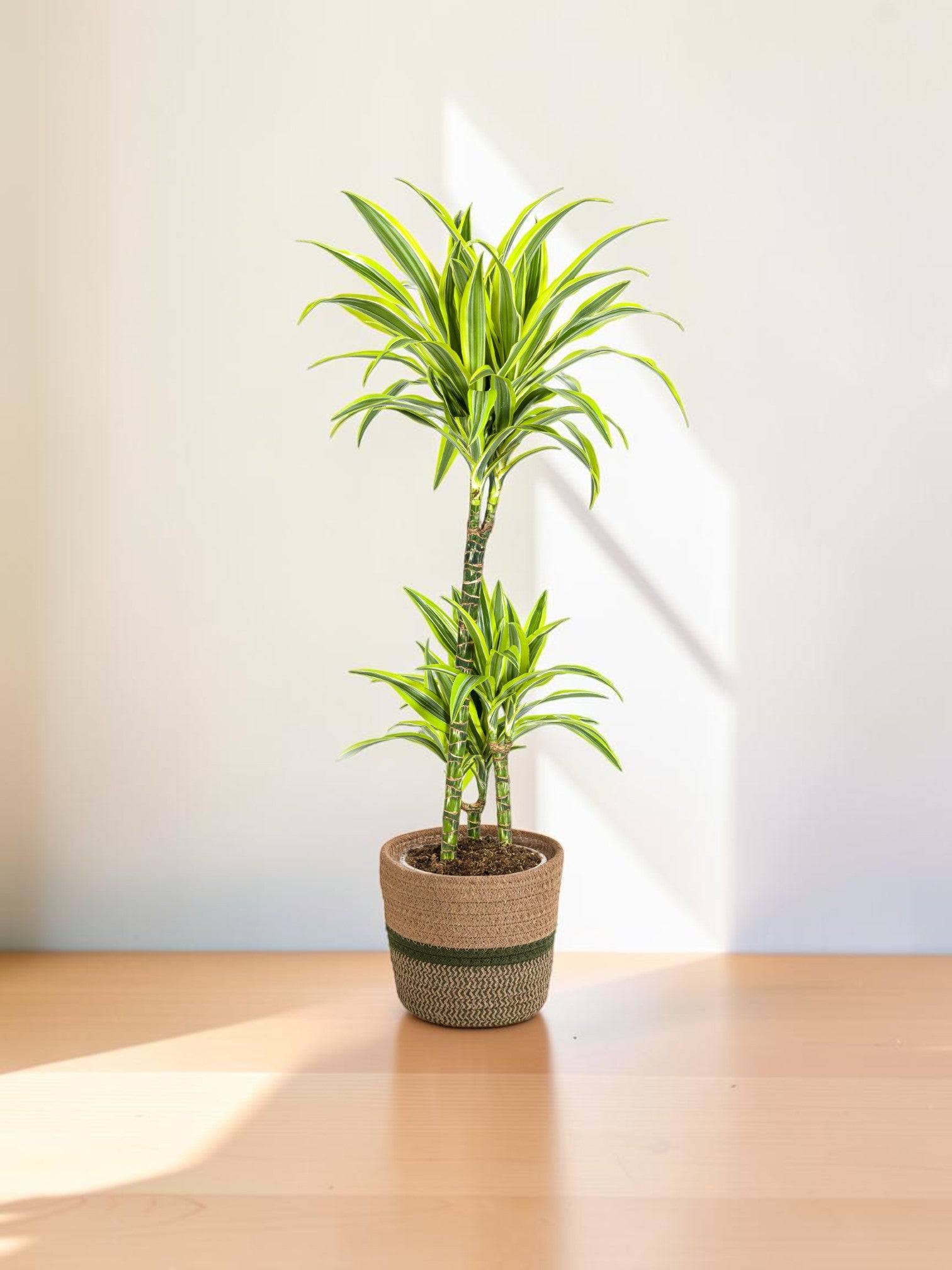 La Green Touch - Dracaena Deremensis Lemon Vert Clair - H15cm - Image 1