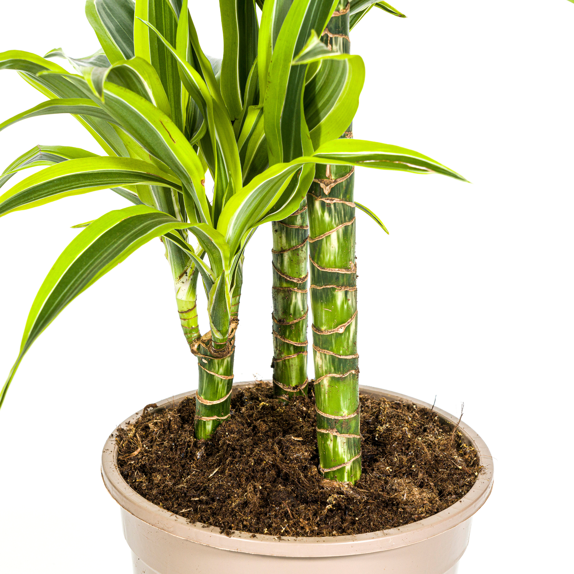 La Green Touch - Dracaena Deremensis Lemon Vert Clair - H15cm - Image 8