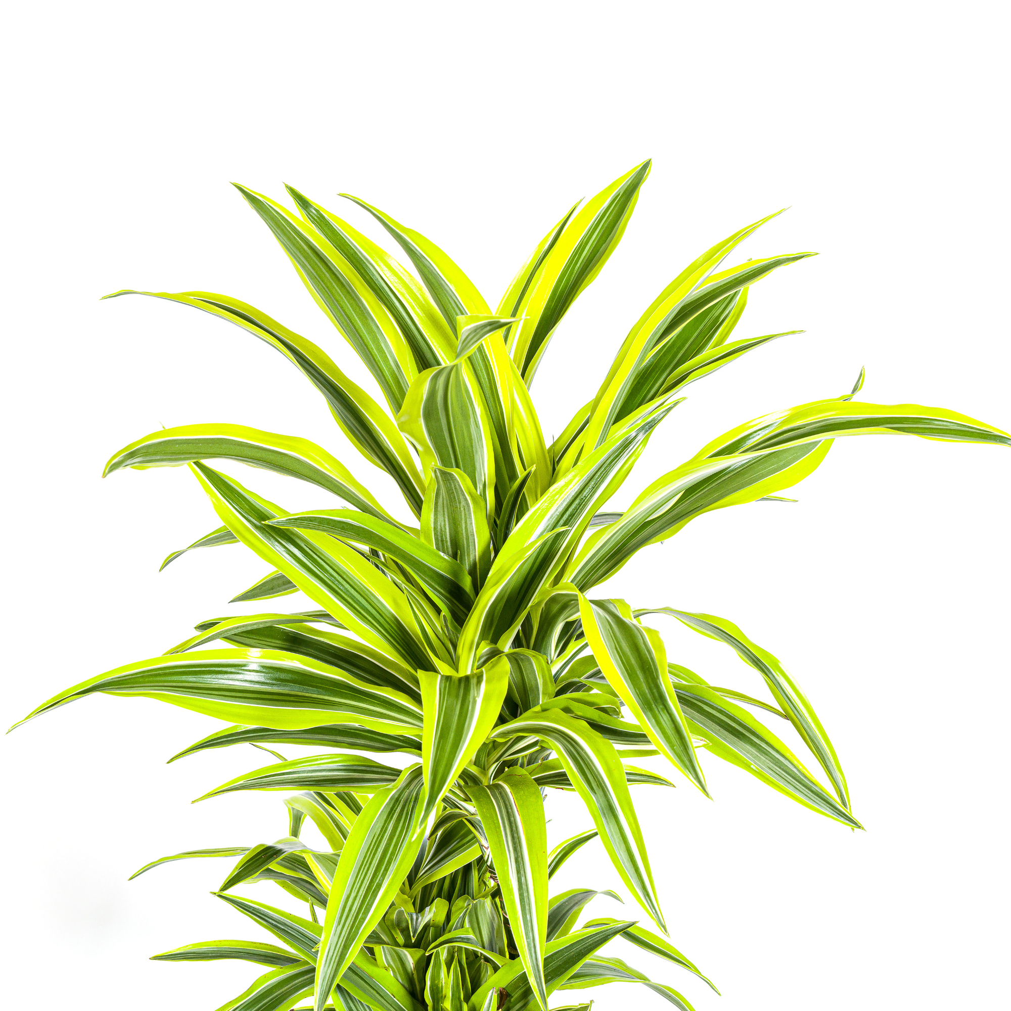 Dracaena Deremensis Lemon Vert Clair - H15cm - Image 2