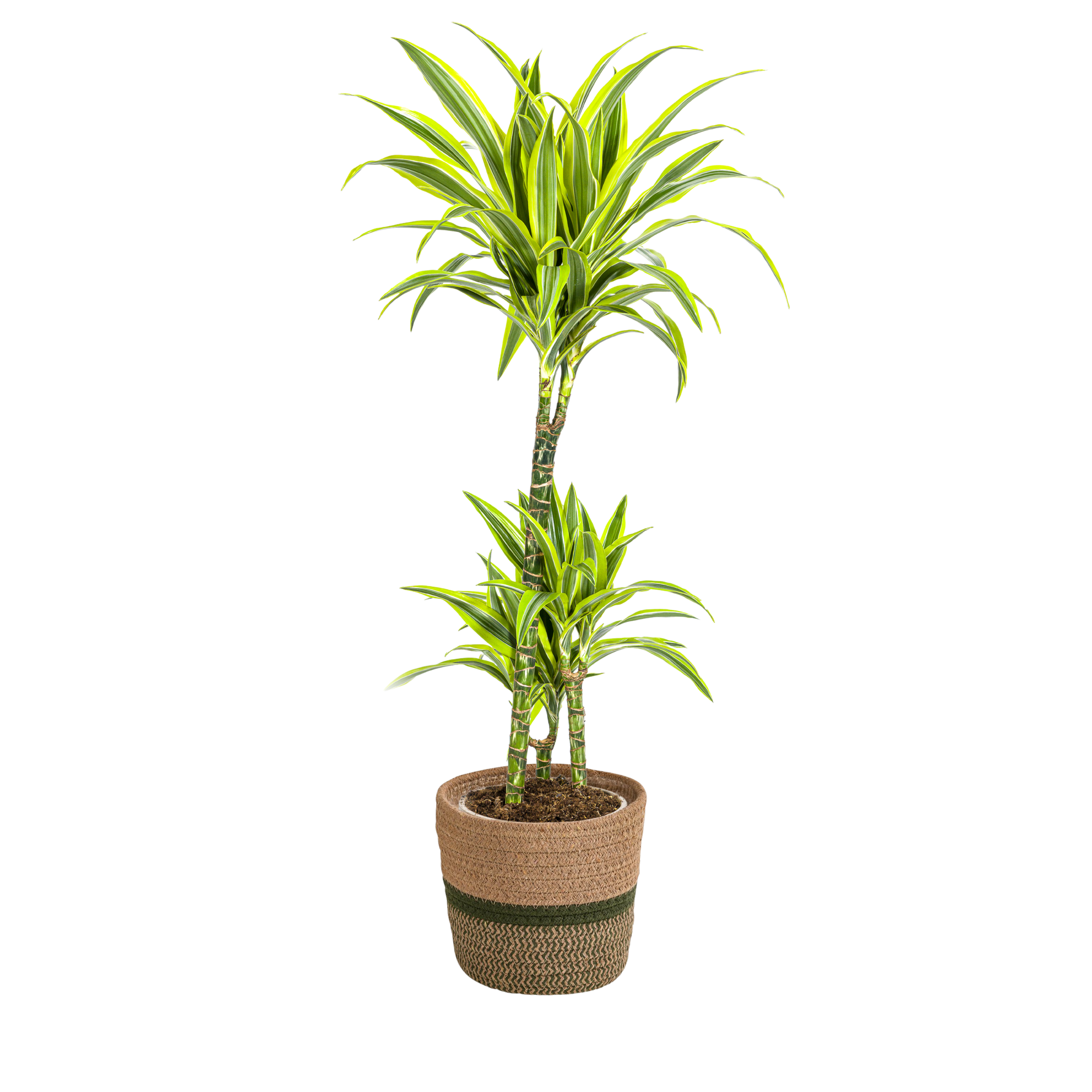La Green Touch - Dracaena Deremensis Lemon Vert Clair - H15cm - Image 4