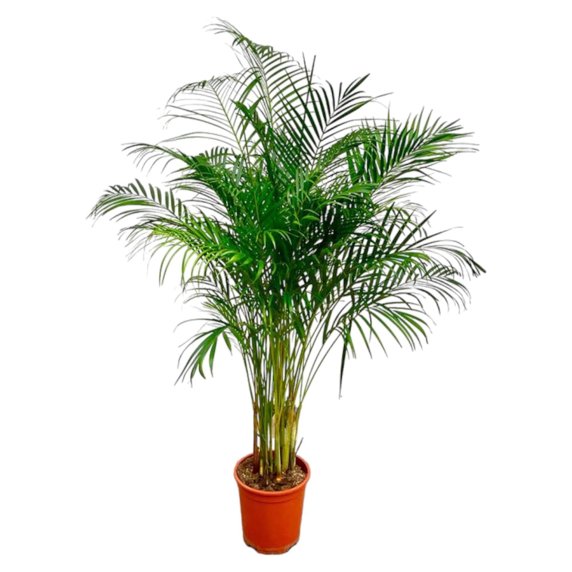 Dypsis Lutescens (Palmier Areca) - D27 H160cm