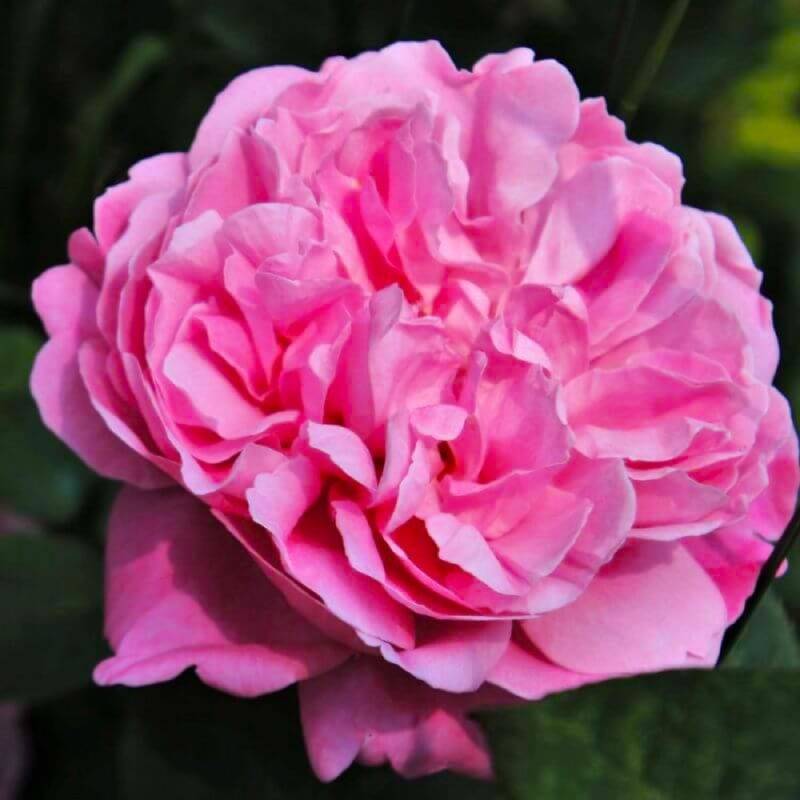 Rosier Grimpant 'Pink Cloud' (Rosa 'Pink Cloud') - Racines nues - Grimpant 60 à 80cm - Pépinières Naudet