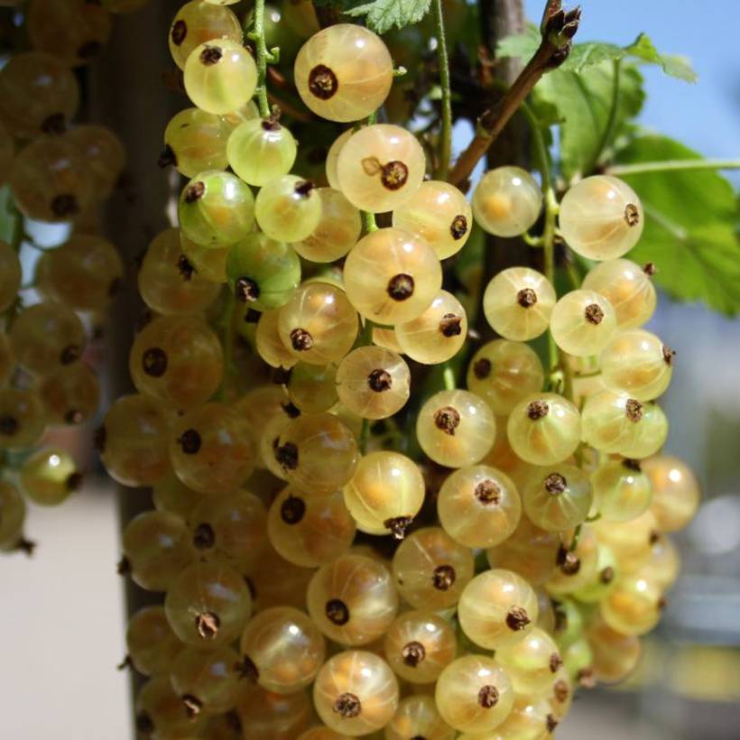 Groseillier à grappes blanches Weisse aus Jüterbog Pot de 6L/7L, Tige, Tige de 40 cm