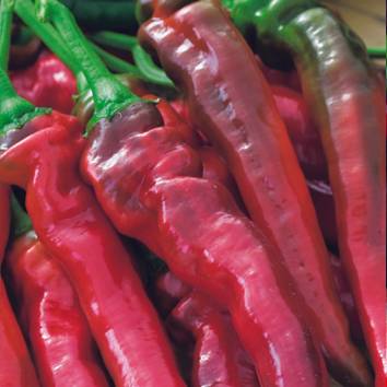 Piment doux très long des landes  pot 0,5 l - Image 1