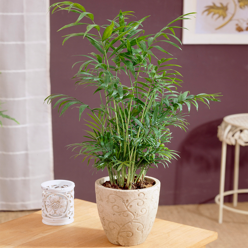 Gardenersdream - Palmier Chamaedorea Elegans - Plante D'Intérieur Lumineuse Pour Bureau En Pot De 13 Cm - GardenersDream - Image 1