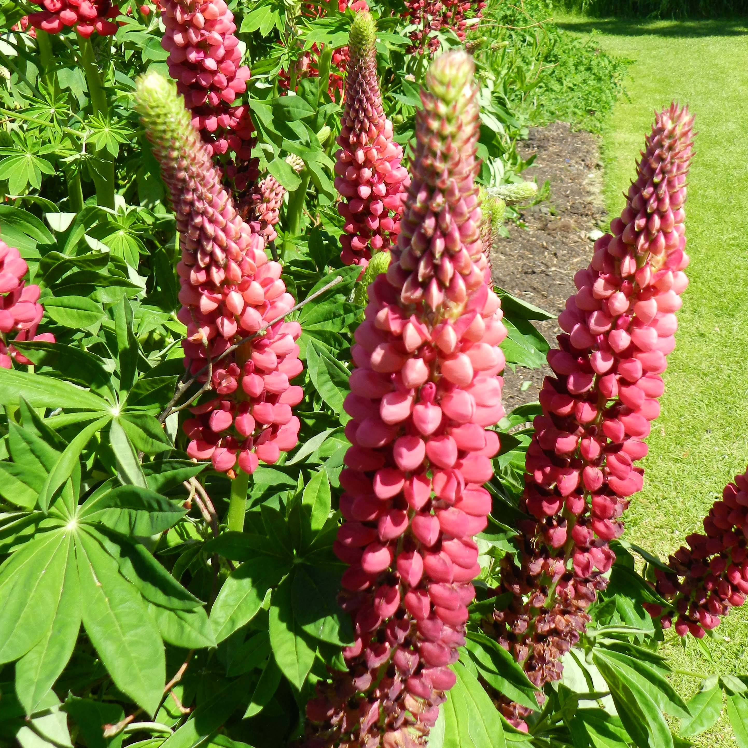 Promesse de Fleurs - Lupin Mon Chateau (My Castle) rouge Godet de 7/8 cm