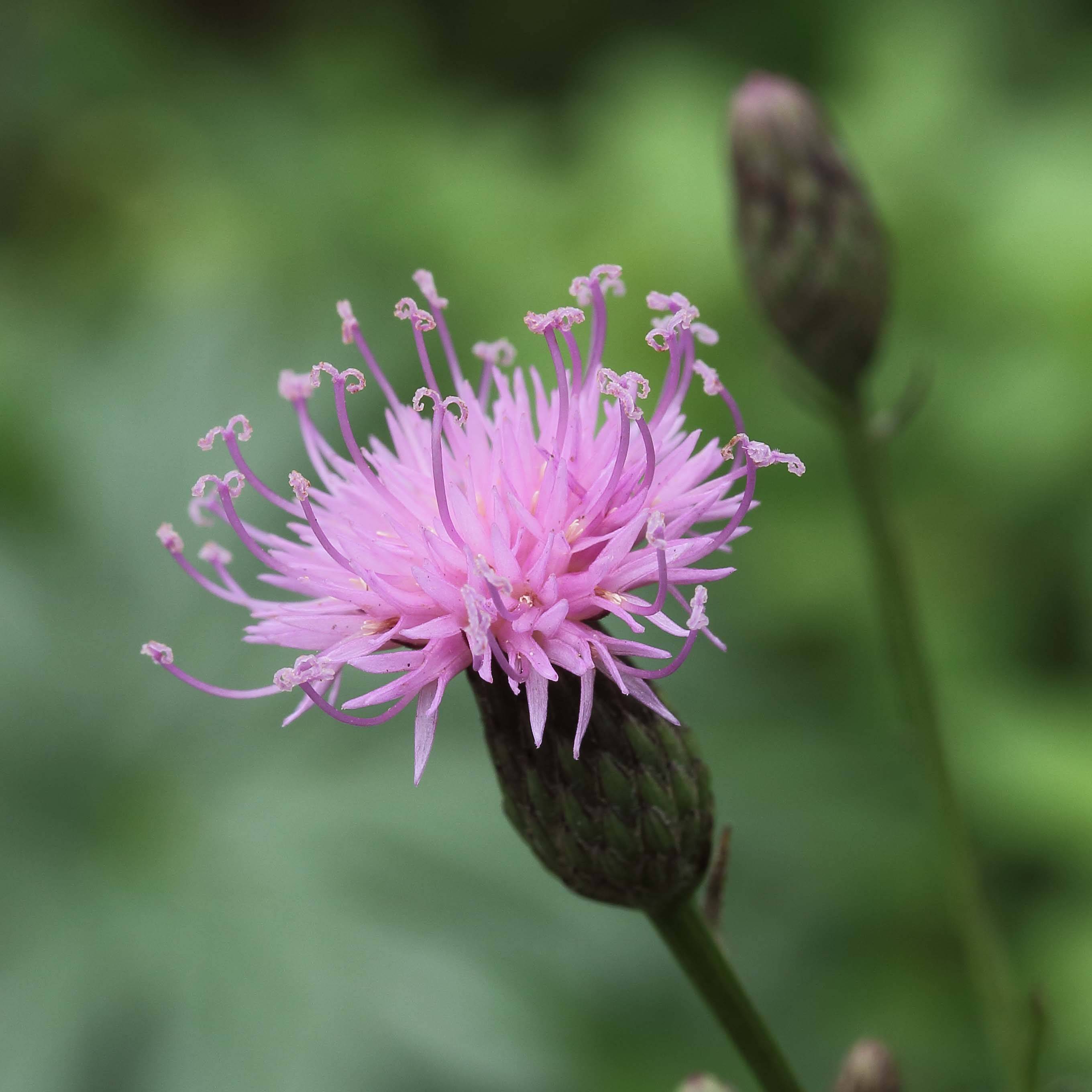 Serratula seoanei - Serratule de Seoane Godet de 8/9 cm