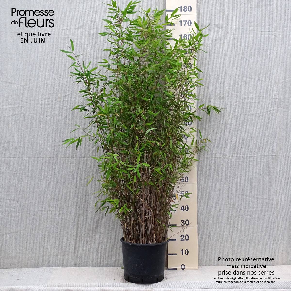 Promesse de Fleurs - Fargesia Viking - Bambou non traçant Pot de 7,5L/10L - Image 2