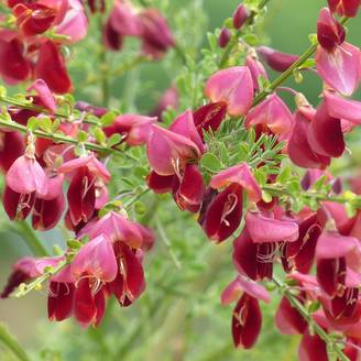 Promesse de Fleurs - Genêt à balais - Cytisus scoparius Burkwoodii Pot de 2L/3L