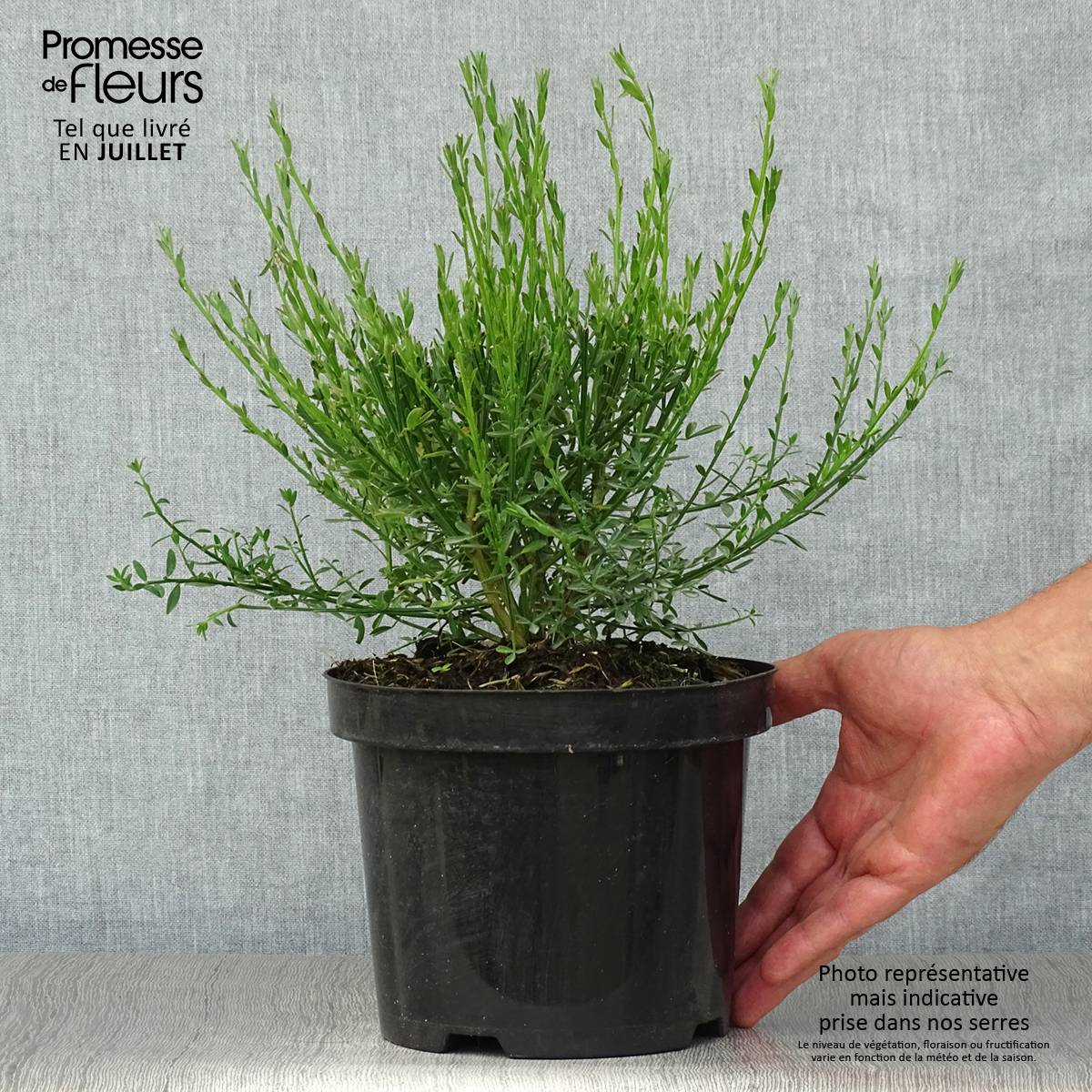 Promesse de Fleurs - Genêt à balais - Cytisus scoparius Burkwoodii Pot de 2L/3L - Image 2