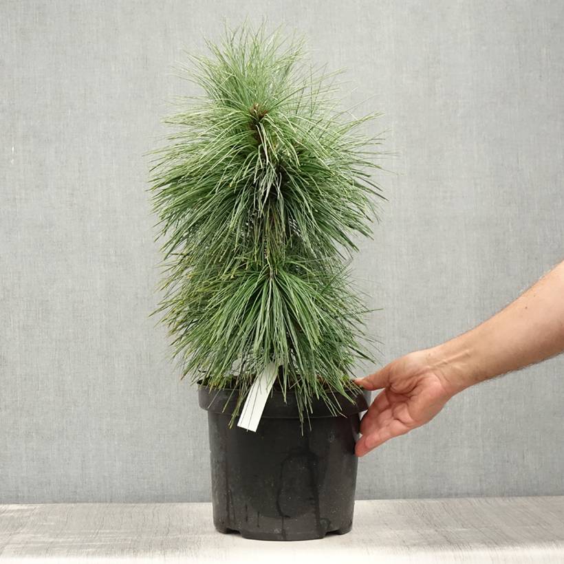 Promesse de Fleurs - Pin - Pinus schwerinii Wiethorst Pot de 7,5L/10L - Image 2