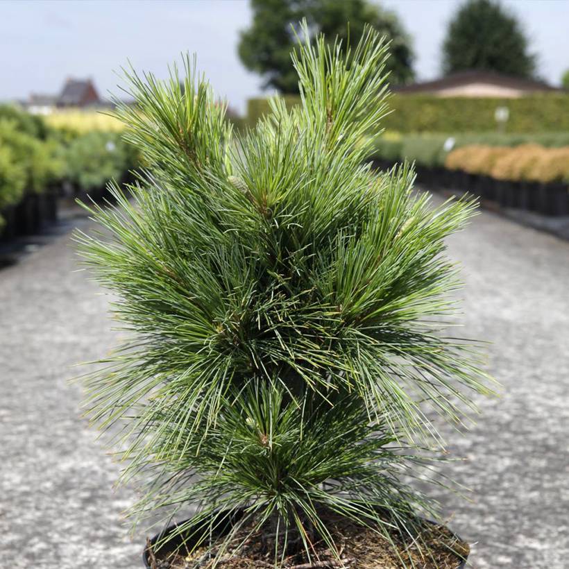 Promesse de Fleurs - Pin - Pinus schwerinii Wiethorst Pot de 7,5L/10L - Image 1