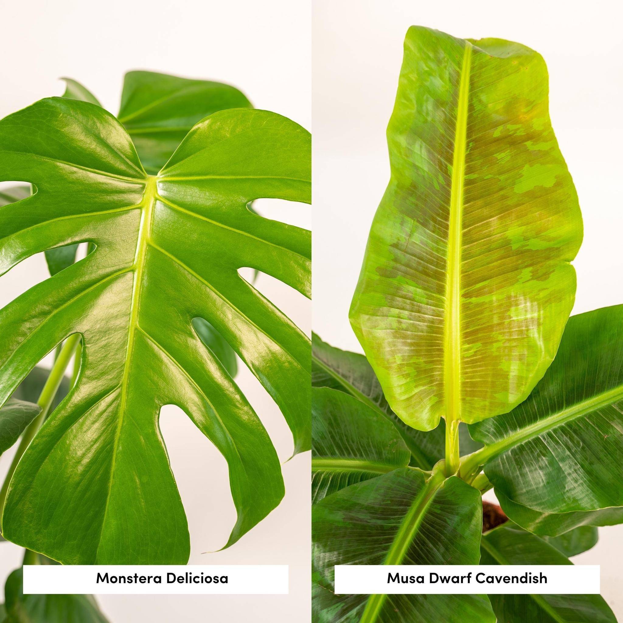 Coffret Monstera Deliciosa, Bananier Musa et ses paniers - Lot de 2 plantes 90cm - Plante d'intérieur- La Green Touch - Image 5
