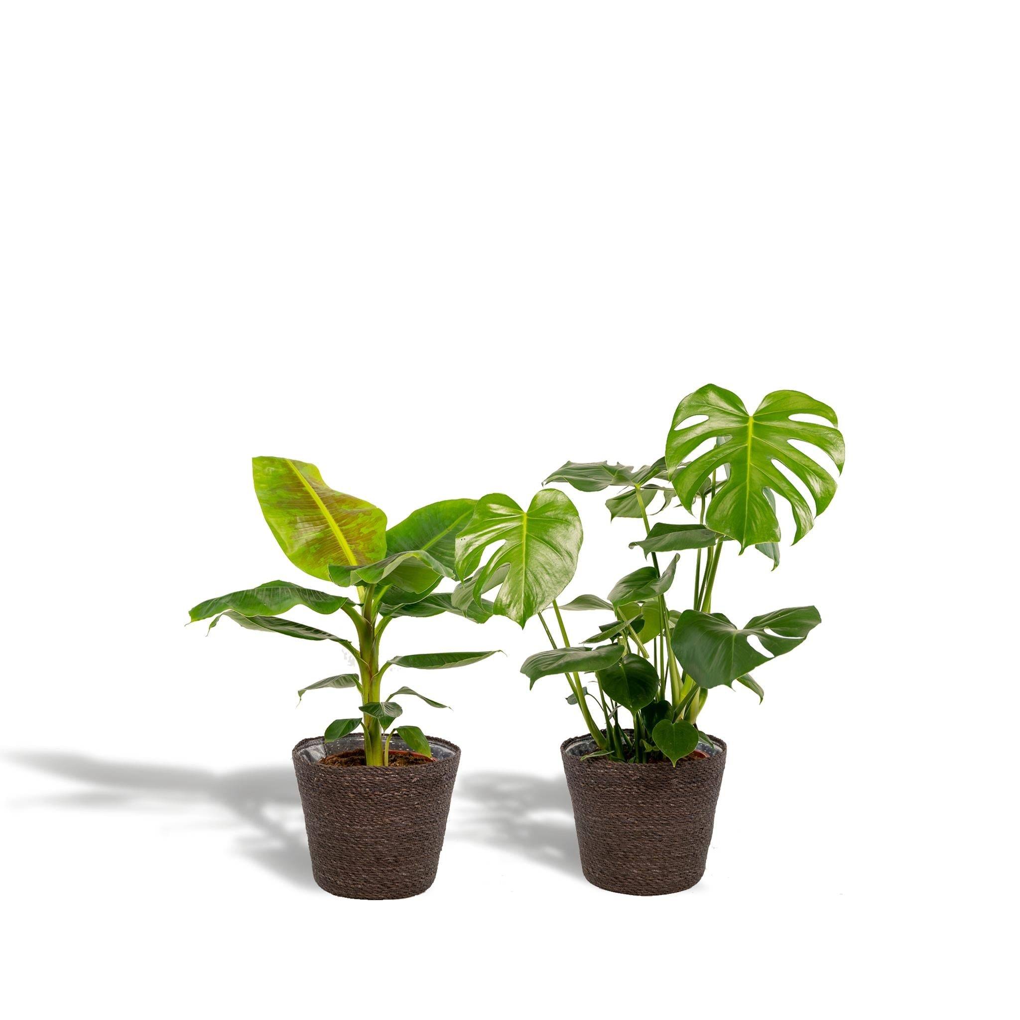 Coffret Monstera Deliciosa, Bananier Musa et ses paniers - Lot de 2 plantes 90cm - Plante d'intérieur- La Green Touch - Image 3