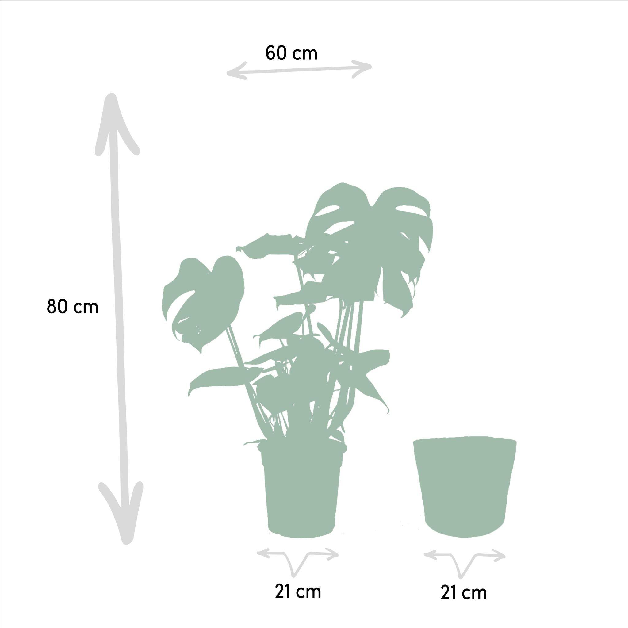 Coffret Monstera Deliciosa, Bananier Musa et ses paniers - Lot de 2 plantes 90cm - Plante d'intérieur- La Green Touch - Image 7