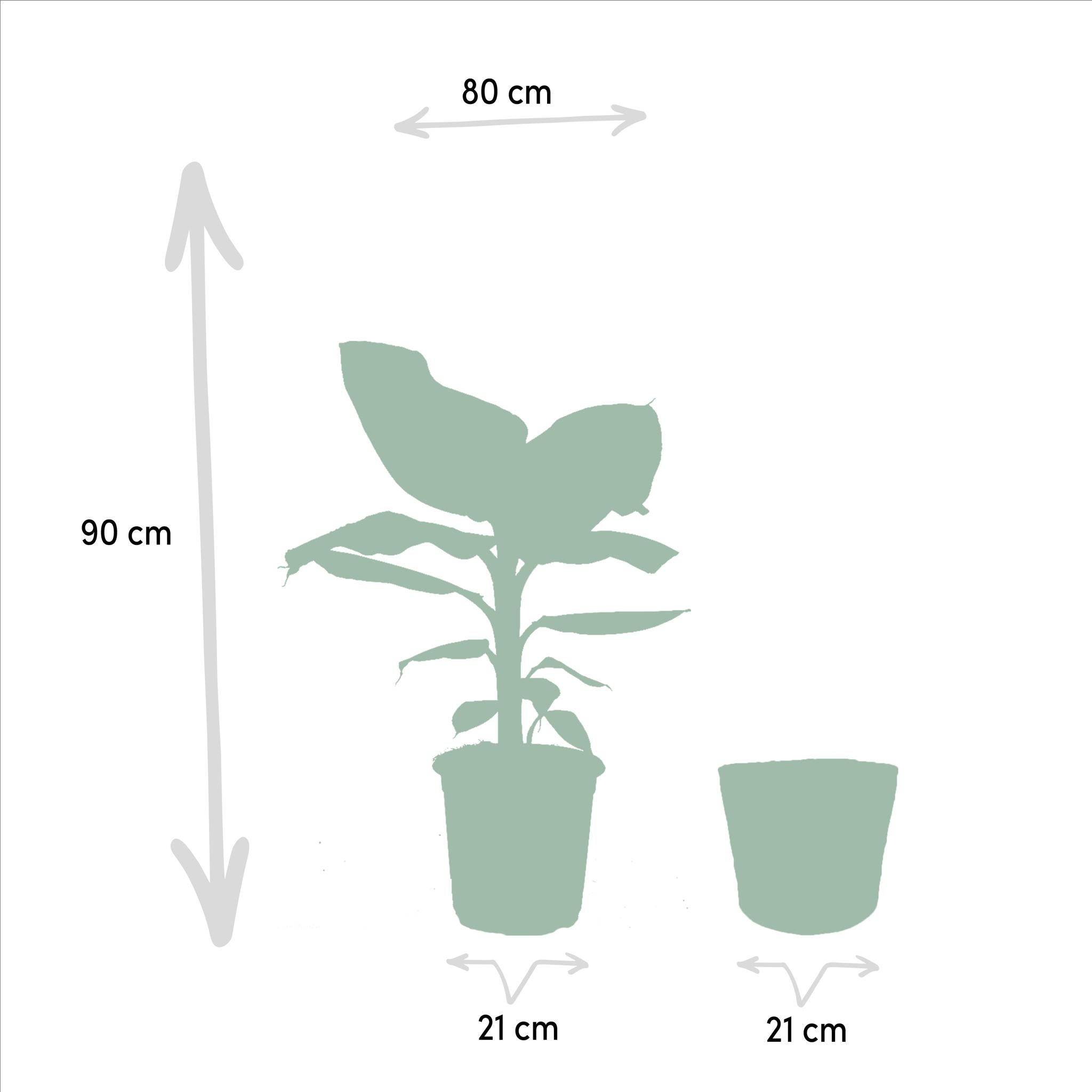 Coffret Monstera Deliciosa, Bananier Musa et ses paniers - Lot de 2 plantes 90cm - Plante d'intérieur- La Green Touch - Image 6