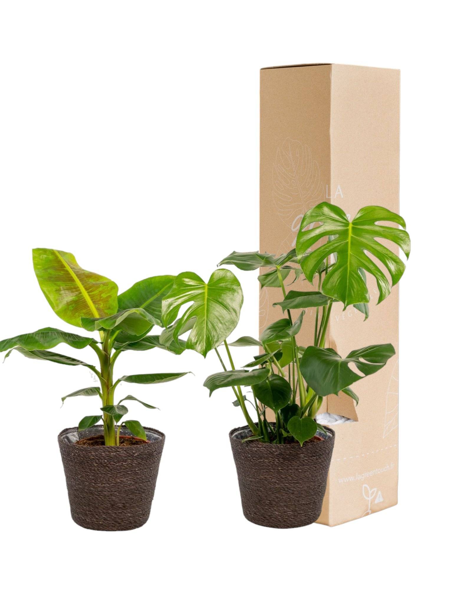 Coffret Monstera Deliciosa, Bananier Musa et ses paniers - Lot de 2 plantes 90cm - Plante d'intérieur- La Green Touch - Image 2