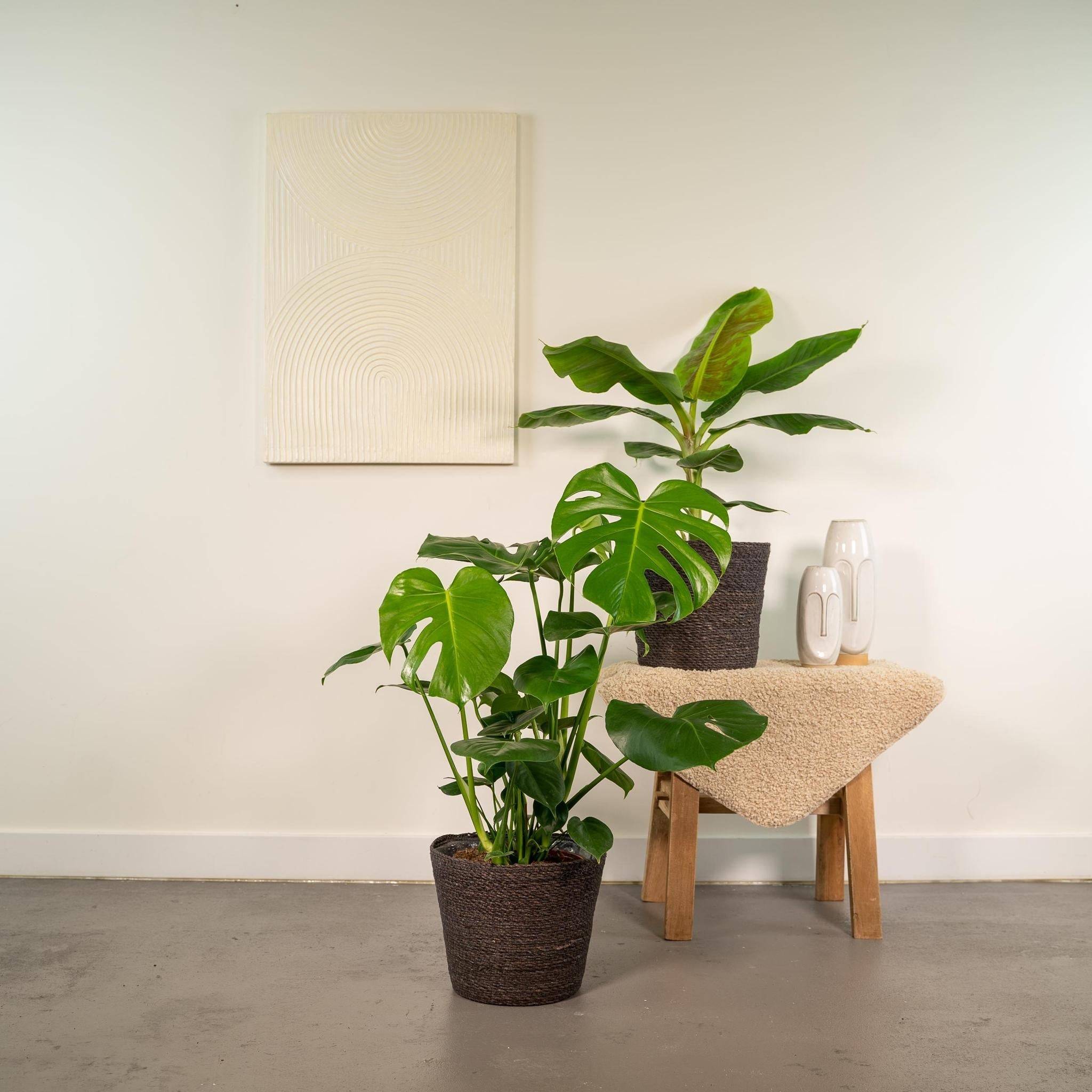 Coffret Monstera Deliciosa, Bananier Musa et ses paniers - Lot de 2 plantes 90cm - Plante d'intérieur- La Green Touch - Image 4