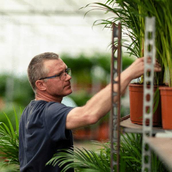 Palmier Areca - D17 H70cm - Image 5